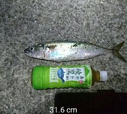 夜中のデカサバ狙い