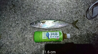 夜中のデカサバ狙い