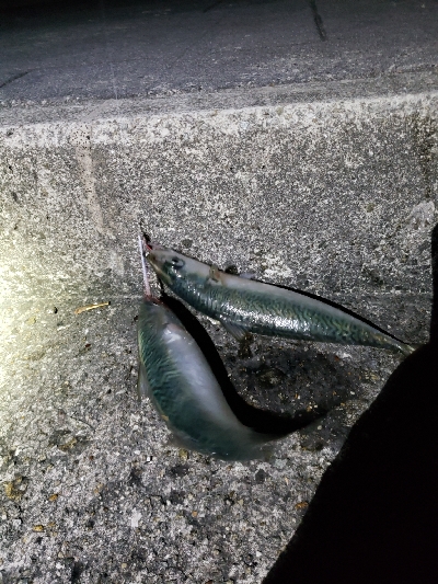 大サバ～～～～