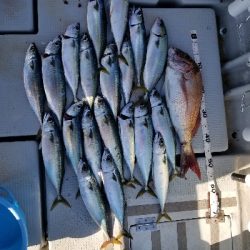 明石タイラバとキャスティング