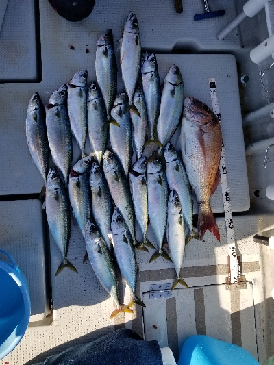 明石タイラバとキャスティング