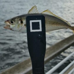 舞洲アジングNo5