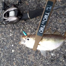 夕まづめアジング