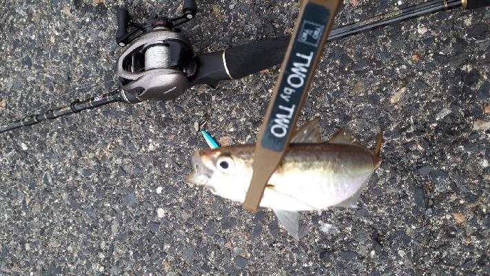 夕まづめアジング