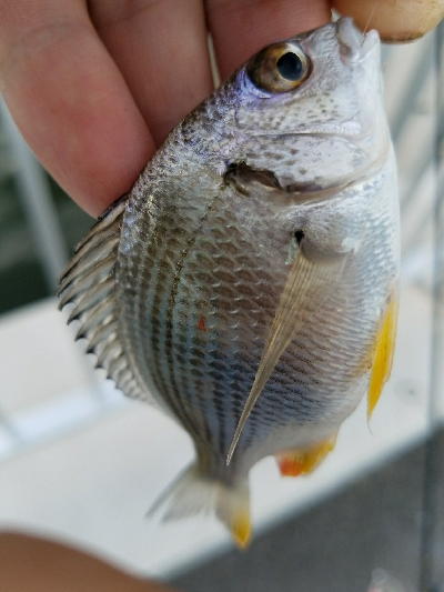 はぜ釣り ~夕方サクッと♪~