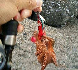 終盤戦タコ４杯