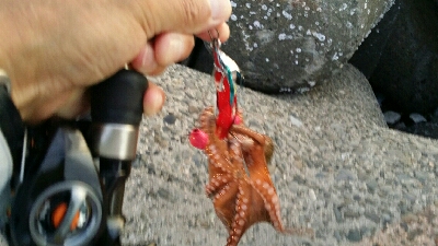 終盤戦タコ４杯