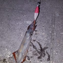 逃したけどゲット!