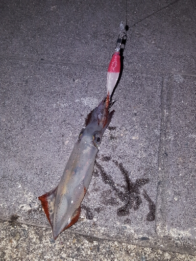 逃したけどゲット！