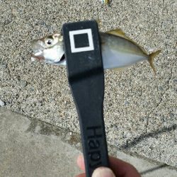 舞洲アジングNo6