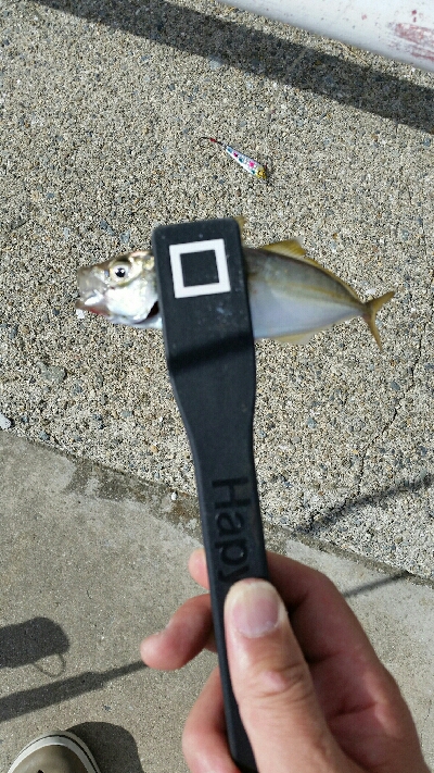 舞洲アジングNo6