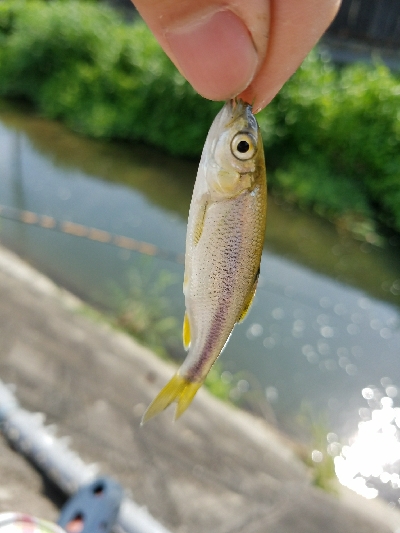 小物釣り　～釣り　ガサガサ　虫採り～