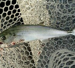 太刀魚ワインド