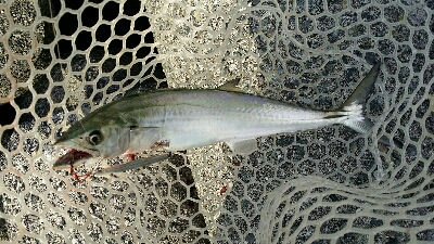 太刀魚ワインド