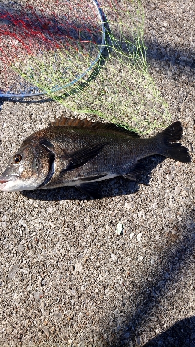 青物狙いのはずが…