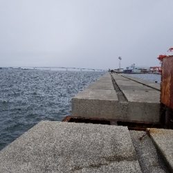 まだまだサゴシ❗