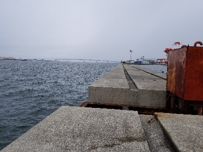 まだまだサゴシ❗