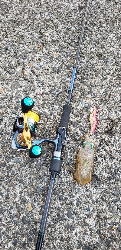 エギングでアオリイカ