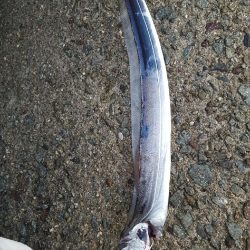 台風後のタチウオ