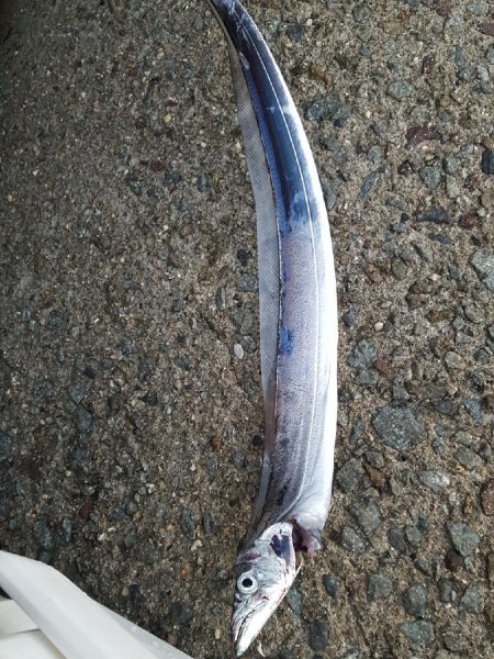 台風後のタチウオ