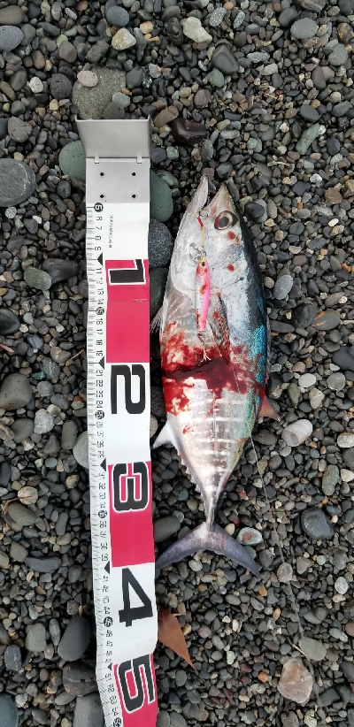 浜からメジマグロ