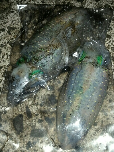 偵察、イカカレー