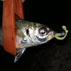 ほぼサバ、たまにタチウオ、時々アジ