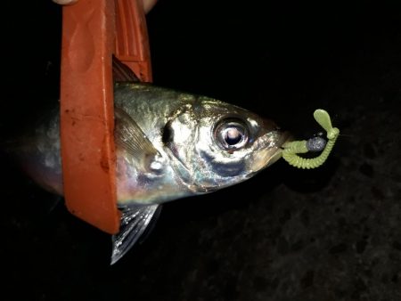 ほぼサバ、たまにタチウオ、時々アジ