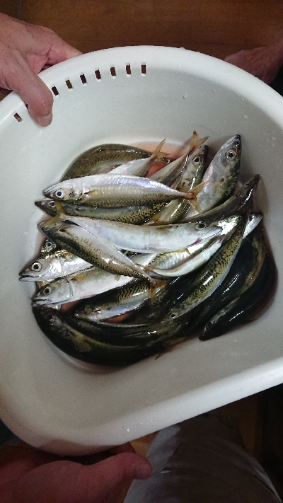 サビキジグ釣行