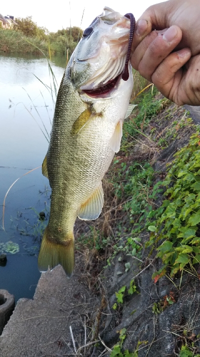スパテラ3インチ ﾚﾍﾞﾘﾝｸﾞﾍｯﾄﾞ