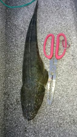 太刀魚はお留守！