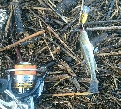 とりあえずハゼクラ