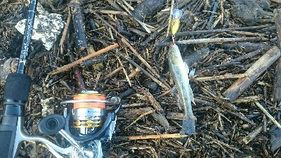 とりあえずハゼクラ