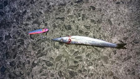 鹿児島釣行 2018 1日目