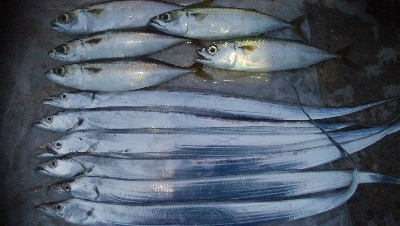 F1.5の太刀魚(￣0￣)