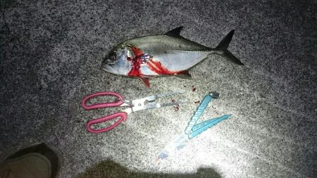 鹿児島釣行5日目！