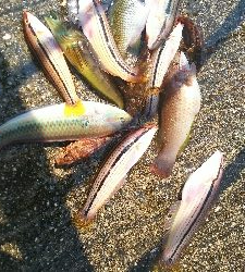 カワハギ始まる