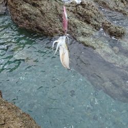 エギング釣行その26