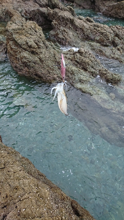 エギング釣行その26