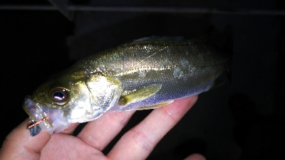 横須賀がダメなら横浜だ！