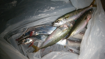 中サバと小さい太刀魚