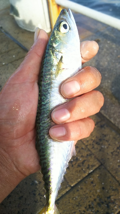 シーサイドコスモアジ、サバ