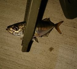 アジ沸いてました