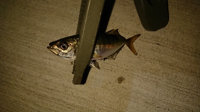 アジ沸いてました