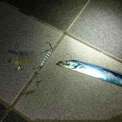 またまた、おちびさん