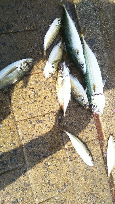 シーサイドコスモ、サバ、アジ