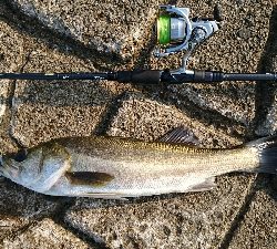 久々デイシーバス