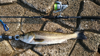 久々デイシーバス