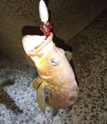 ロックフィッシュ&サーベリング