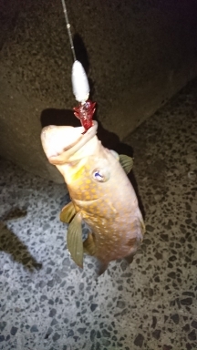 ロックフィッシュ&サーベリング